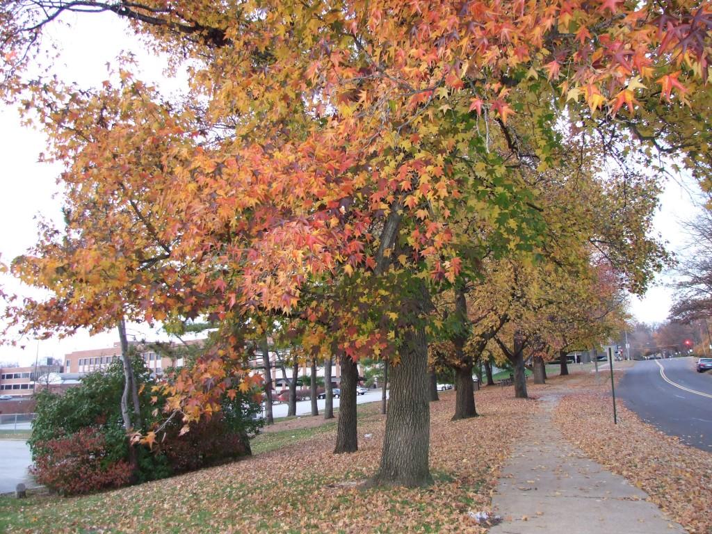 The trees outside of Clayton High School are filled with colorful leaves. (Elizabeth Sikora)