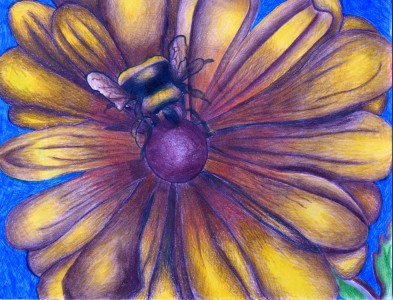 bee colony collapse bee colony collapse