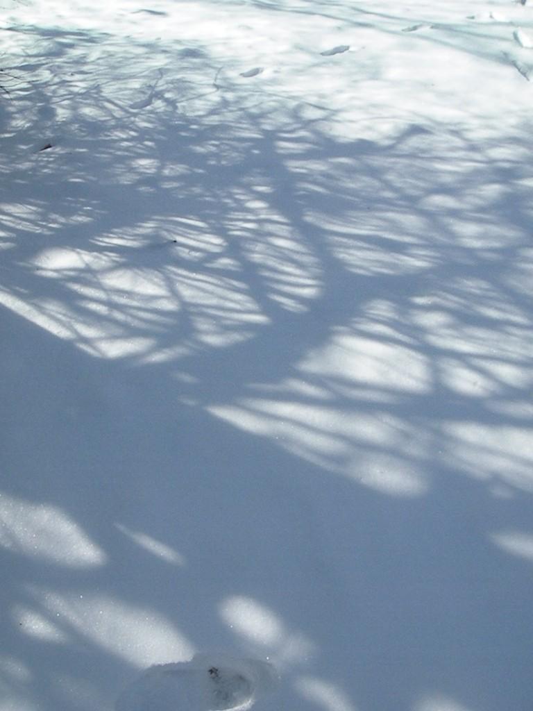 The shadows of the branches create patterns on the snow.(Meng Wang)