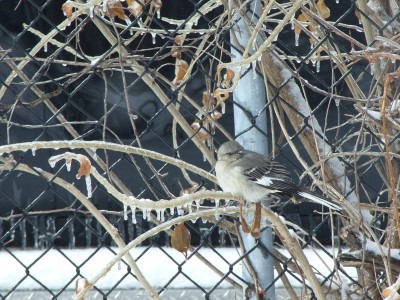 A sparrow sits on an icy branch.