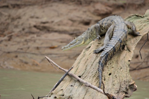 A crocodile jumps off a tree's fallen limb into the Usumacinta river forming the border between Mexico and Guatemala near the Mayan archaeological site of Yaxchilan.