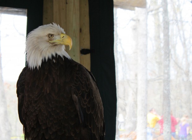 The bald eagle poses ceremoniously for World Eagle Day.