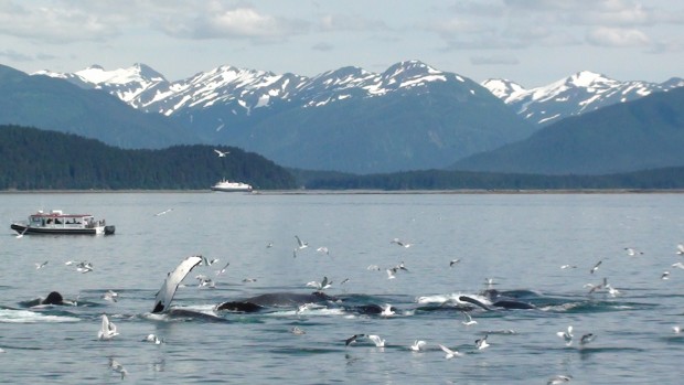 Whale-watching in Juneau, Alaska on July 23, 2011.  The Pacific Ocean is full of surprises.