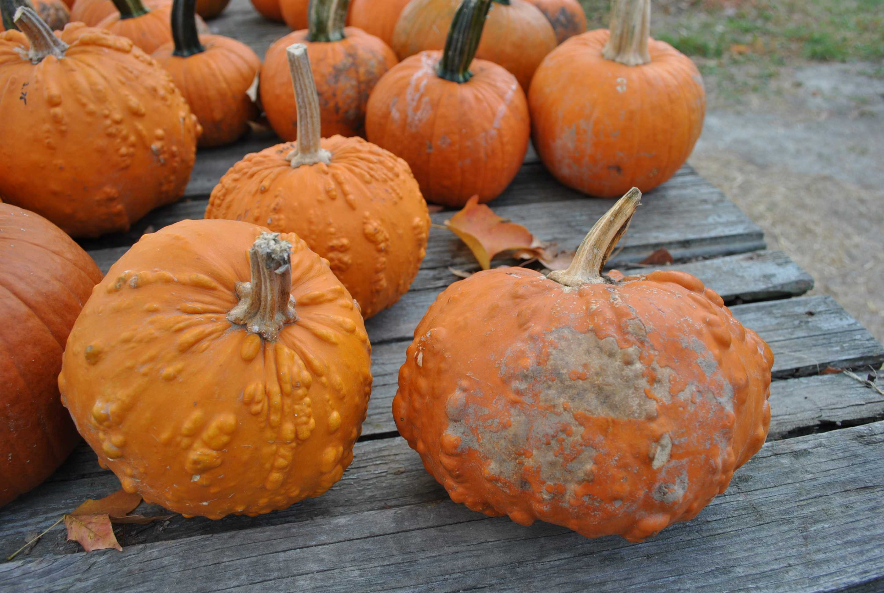 Halloween is fast approaching and it is last minute pumpkin shopping time!  Be sure to get your pumpkin from a local grower like the one above in order to keep green and support local Saint Louisans.