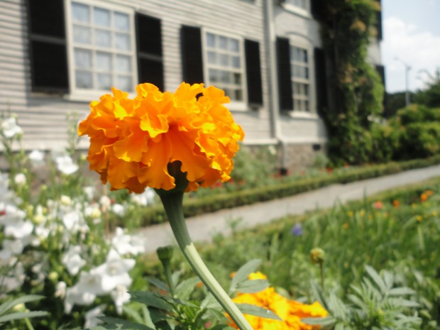 An orange flower with the residence of John Adams, the United State's second president, in the background. The Adams house is located in the Boston area. Photo by Peter Baugh. 