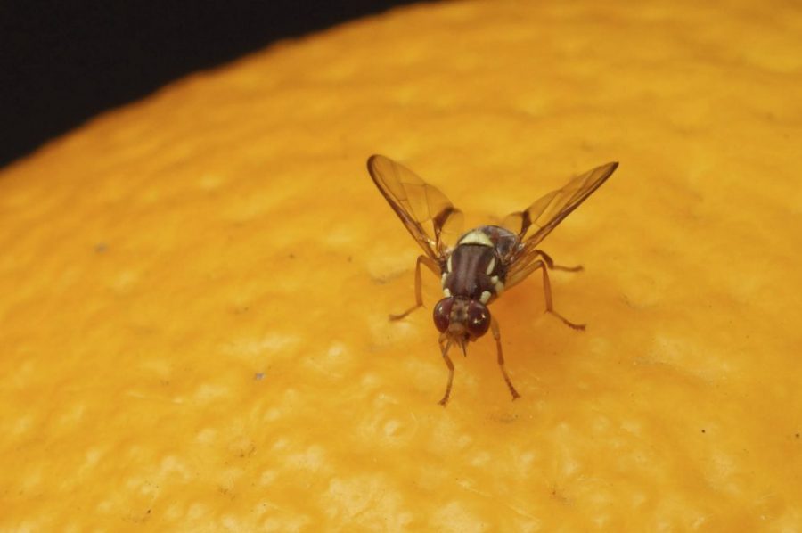 The GLOOB: Fruit Flies Terrorize School