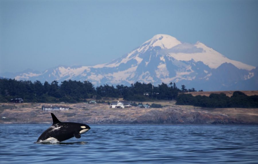 A southern resident killer whale breaches in Haro Strait just off San Juan Islands west side with Mt. Baker in the backround.