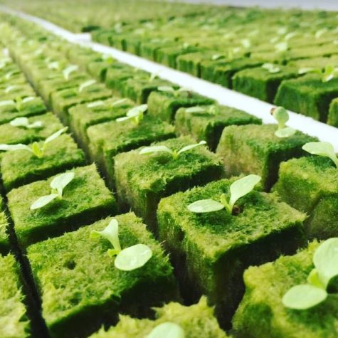 Hydroponic Farming