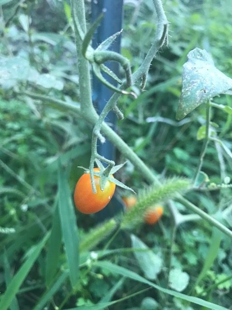 A tomato in the Farmhaus garden