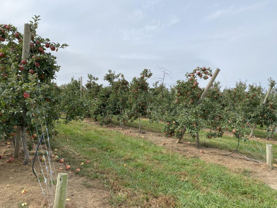 Apple trees at Eckert's Belleville Country Store and Farms.