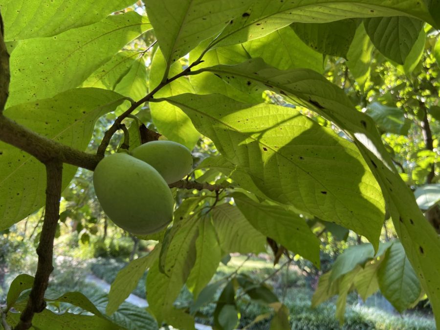 Two pawpaw hang from a pawpaw tree.