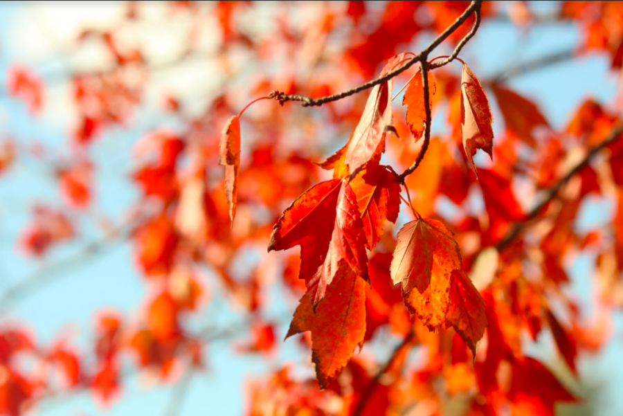 A crisp red fall leaf hangs from a tree full of bold leaves.