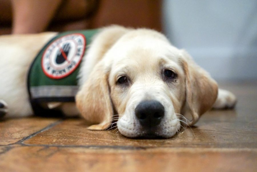 Service dog in training rests after a long day of work.