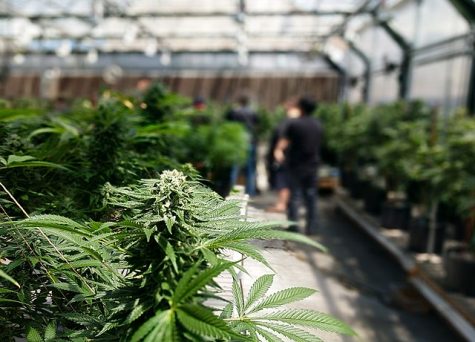 A tour taking place in a greenhouse with cannabis