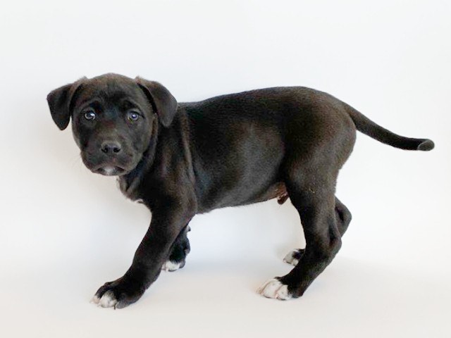 Norman, a puppy available for adoption at the APA poses for a photo. 