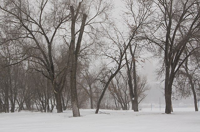 Snowy+winter+landscape.