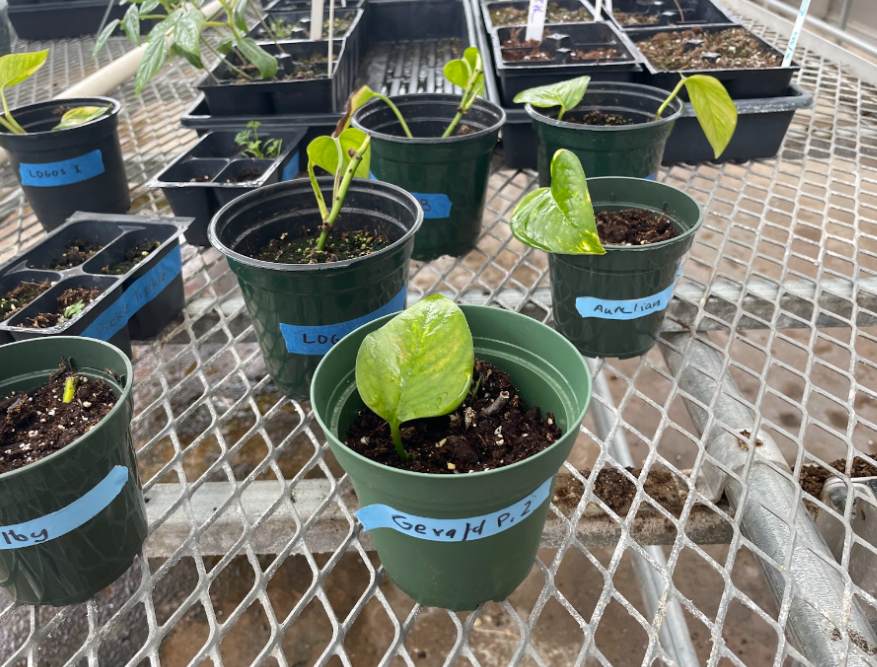 Sowing Seeds of Passion