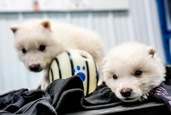 Genetically modified wolf pups Romulus and Remus, two of three successfully bred by reconstructing a genome from the ancient DNA of fossils from the dire wolf that had been extinct for over 12,500 years by Colossal Biosciences, billed as "the world’s only de-extinction company", are seen a month after their October 1, 2024 birth in north Texas, U.S.         Colossal Biosciences/Handout via REUTERS.