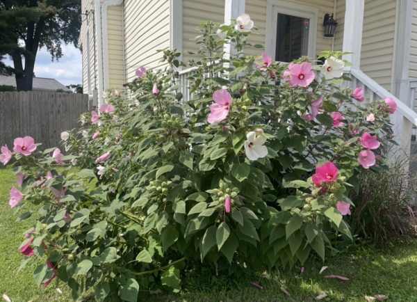 The native Rose Mallow in bloom in high school librarian Lauran DeRigne’s yard. It is commonly pollinated by hummingbirds, bumblebees and butterflies. 