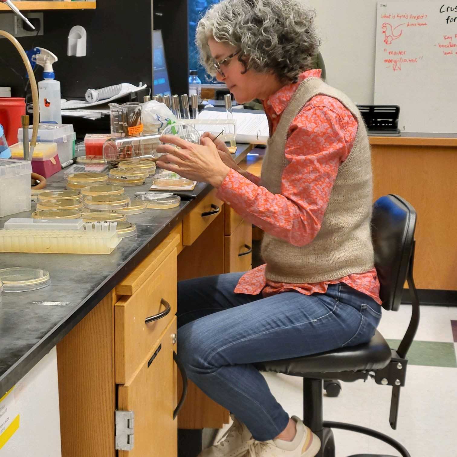 At Washington University, Professor Dr. Petra Levin uses toothpicks to spread E. coli bacteria so that they form individual colonies on nutrient agar in her lab.