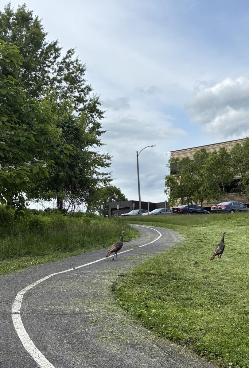 Turkeys, a common type of seed-disperser bird, can often be found in Forest Park, just east of Clayton city borders. 